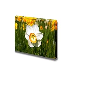 Close Up Picture of Beautiful White Daffodil Narcis Narcissus Flower - Canvas Art Wall Art - 12" x 18"