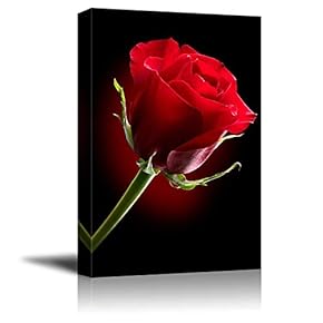 Closeup of Red Rose Flower Against Black Background Wall Decor