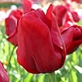 Votaniki Escape Triumph Tulip Bulbs – Pre-Chilled Since Fall for Faster Blooms | Vibrant Red Flowers, Long-Lasting & Easy to Grow | Premium Perennials for Spring Gardens & Indoor Forcing (25 Pack)