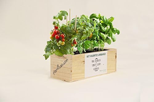 Kit de Huerto Urbano: Minicalabazas, Tomates Cherry y Albahaca: Amazon.es: Jardín