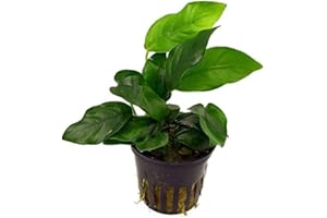 AQUALEAF AQUATICS Potted Anubias Plants | Live Freshwater Aquatic Plants for Aquariums and Terrariums - Low Light, Low Maintenance Plants. (Potted Anubias VAR Nana)