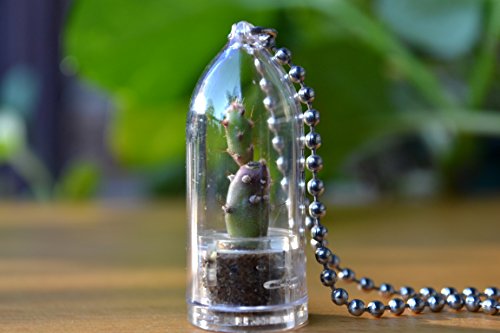 Prickly Pear Cactus Plant Necklace. Cactus Terrarium Gift. Prickly Pear Cactus Plant Necklace. Cactus Terrarium Gift.