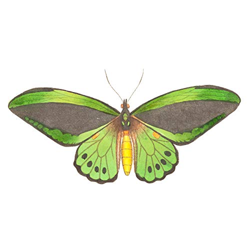 Butterfly Green Art Print Canvas Premium Wall Decor Poster