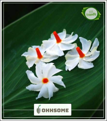 ShopMeeko Semillas Semillas aromáticas Parijaat O Harsingar ...