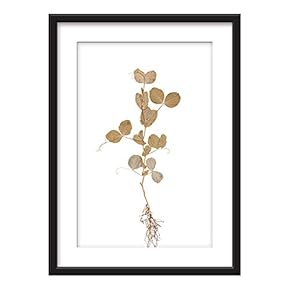 Framed Wall Art - Hand Dranw Plant Specimen - Giclee Printed Art in Black Picture Frames White Matting - 23x31 inches
