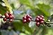 Paradise Mountain Organic Coffee, Thailand Peaberry, USDA Certified Organic, Direct Trade, Whole Bean Coffee 16oz