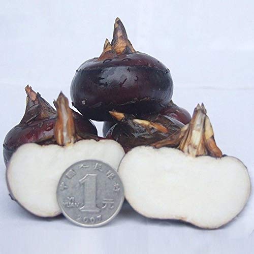 Plentree 1/Pcs Water Chestnut Fruit Seed Super Big Sweet Honey-Dew Seeds Garden Plants