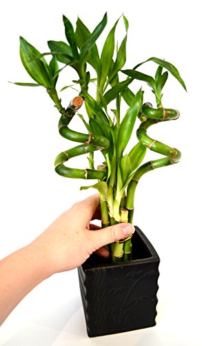 9GreenBox - Lucky Bamboo - Spiral Style with Diamond Ceramic Vase