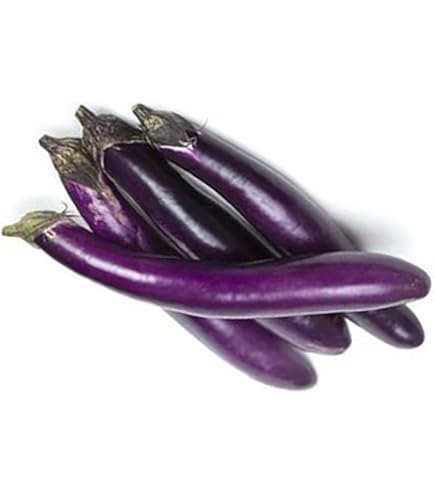 Amazon.com: Shikou 混合茄子種子- 在炒菜中使用Shikou 將其放入長切片