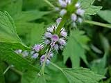 1 oz. MOTHERWORT~HeRb~Protection, Love & Prophecy