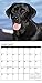 Just Black Labs 2017 Wall Calendar (Dog Breed Calendars)
