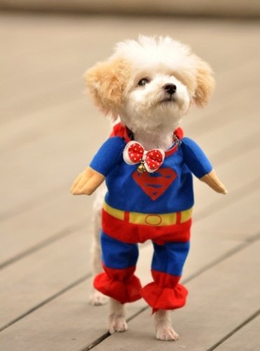 Delicol Cute Superman Pet Costume Superhero Dog Cat