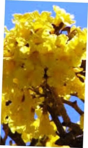 CLORA Plant Golden Trumpet Tree Yellow 100UNCLE CHAN Seeds Tabebuia chrysotricha - EB15