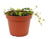 9GreenBox - Mini Oakleaf Creeping Fig - Terrarium/Topiary/HousePlant/Fairy Garden - 4