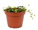 9GreenBox - Mini Oakleaf Creeping Fig - Terrarium/Topiary/HousePlant/Fairy Garden - 4" Pot