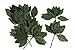Darice Victoria Lynn Single Leaf, Green, 2.5 inches, 12 pieces