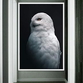 signwin Framed Canvas Wall Art Owl Birds Dramatic...