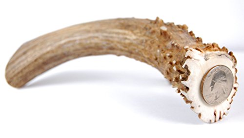 Big Dog Antler Chews - XL Deer Antler Dog Chew - Extra Large, Thick, Jumbo - 6 Inches or Longer - fo - //medicalbooks.filipinodoctors.org