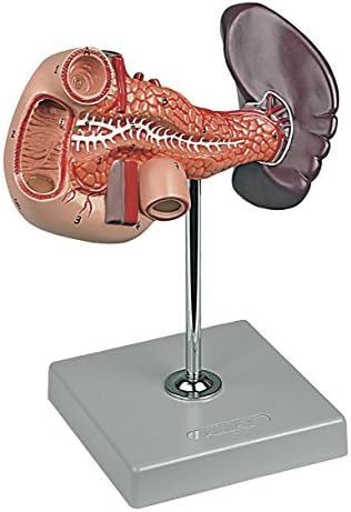 Altay Pancreas, Duodenum and Spleen Model