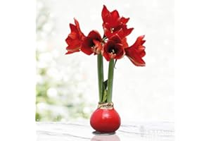 HOLLAND BULB FARMS Red Base Waxed Amaryllis Flower Bulb with Stand, No Water Needed