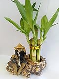 Lucky Bamboo Fortune with Fishman Ceramic Pot Unique From Jm Bamboo