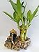 Lucky Bamboo Fortune with Fishman Ceramic Pot Unique From Jm Bamboo