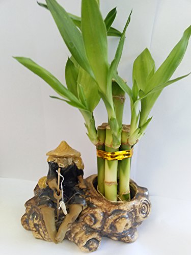 Lucky Bamboo Fortune with Fishman Ceramic Pot Unique From Jm Bamboo