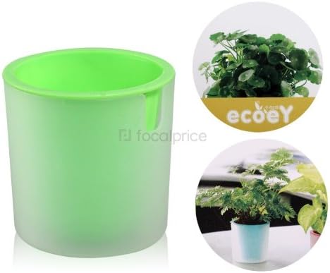 Activated Carbon Hydrocotyle Vulgaris Potted Plant