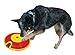 Nina Ottoson Treat Maze Interactive Game for Small Dogs