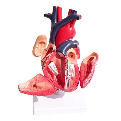 image for LXX Medical Anatomical Heart Model - Visceral Anatomy B Super Color Ul