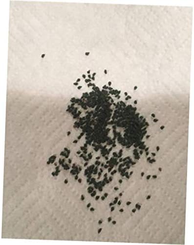 DZI 40 Fresh Seeds Egyptian Spinach (Molokhia) - RK198