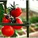 EasyGO Products EGP-GARD-020 Cages – Stakes-Vegetable Trellis-3 Pack Tomato Plant