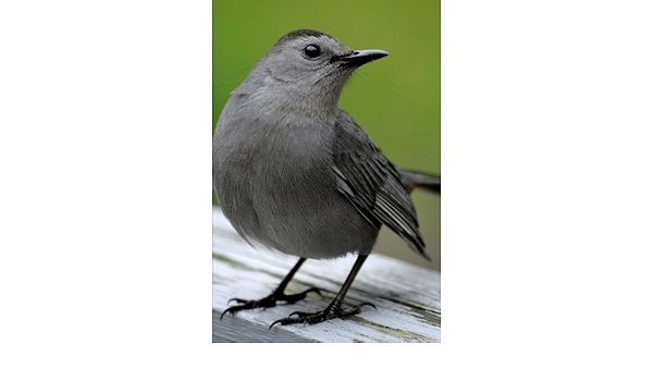 Gray Catbird Journal 150 Page Lined Notebook Diary Birds Cool 9781533423092 Amazon Com Books