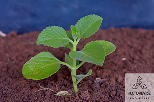 Naturevibe Botanicals Organic Ajwain Seeds, 1 Pound | Trachyspermum ammi | Non GMO & Gluten Free | Helps in Digestion | Adds Flavour.