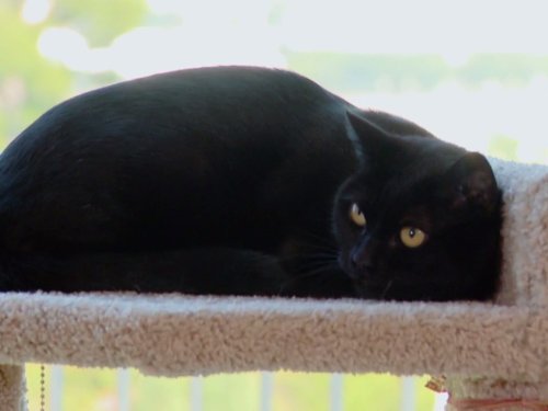 Foley My Cat From Hell