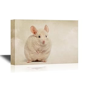 Canvas Wall Art - Cute White Chinchilla - Gallery Wrap Modern Home Art | Ready to Hang - 12x18 inches