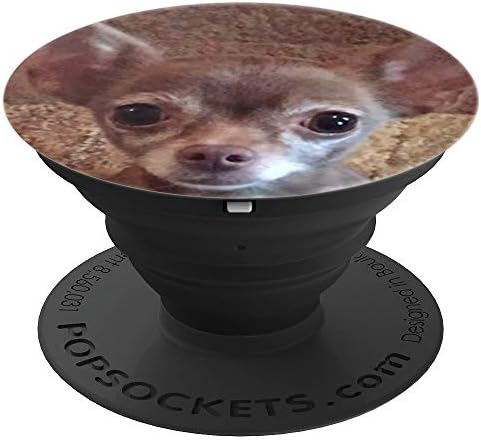 Cute Chihuahua Puppy Dog