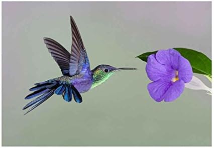 Kolylong 5D Embroidery Paintings Hummingbird Picking Honey Rhinestone Pasted DIY Diamond Painting Cross Stitch Home Bar Art Decor