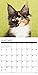 2016 Just Maine Coon Cats Wall Calendar