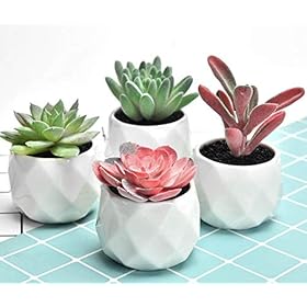 Artificial Succulent Plants Decor,4 Pieces of Various Fake Succulents in Mini White Ceramic Pots for Desk, Office… 41u r cP9pL