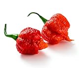 Carolina Reaper Pepper Plant - Hottest Pepper in The Universe - 4