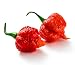 Carolina Reaper Pepper Plant - Hottest Pepper in the Universe - 4" Pot