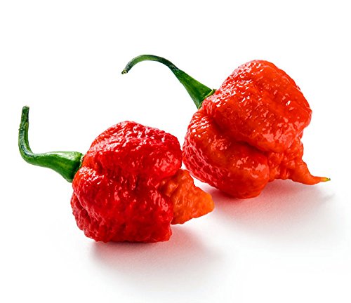 Carolina Reaper Pepper Plant - Hottest Pepper in The Universe - 4 Carolina Reaper Pepper Plant - Hottest Pepper in The Universe - 4