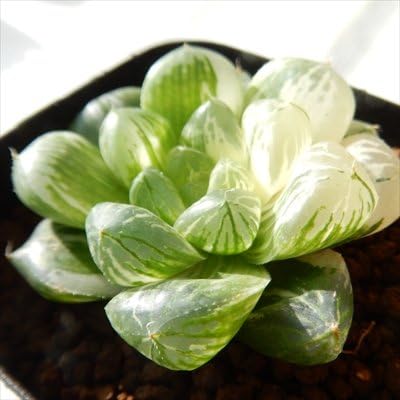 Amazon Co Jp Niハオルチア 斑入りオブツーサ マリン1123 02 現品販売 多肉植物 7 5cmポット ホーム キッチン