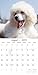 2019 Wall Calendar - Poodle Calendar, 12 x 12 Inch Monthly View, 16-Month, Dogs and Pets Theme, Includes 180 Reminder Stickers