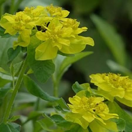 Mullers Gruner Garten Shop Vielfarbige Wolfsmilch Euphorbia Polychroma Epithymoides Gelbe Blute Im 0 5 Liter Topf Amazon De Garten