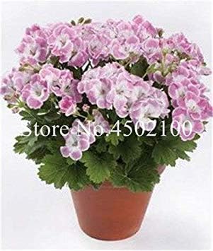 5 Pcs Colorful Tulip Geranium Bonsai, Dwarf Perennial Flowers ' Bonsai',Garden Pelargonium Hortorum Indoor Balcony Plant Seasons: 16