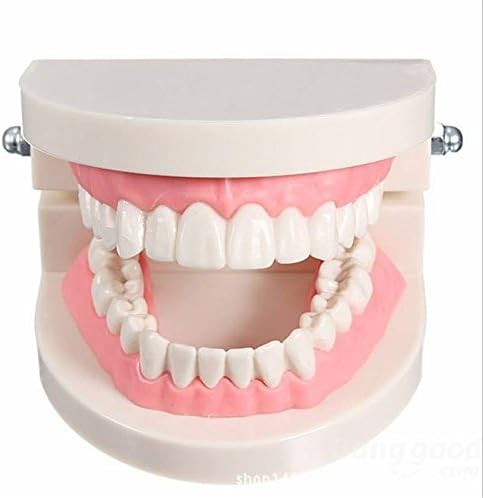 Full-mouth Dental Model Dentist Teeth Tooth Teach Standard Teeth Model Pink Flesh Gums Study Teeth Model