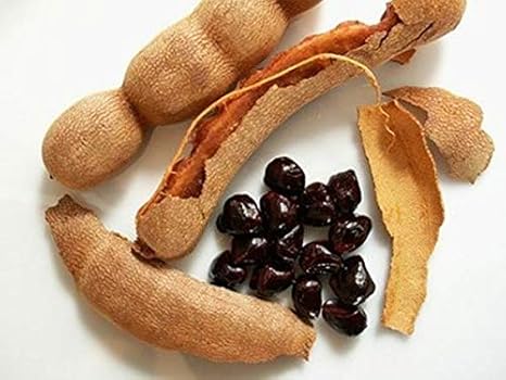 Portal Cool Dulce Y Fresco De Tamarindo Fruta 5 Semilla India Fecha Jardineraa Bonsai Amazon Es Hogar