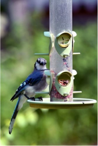 Wagner's 13013 Four Season Wild Bird Food, 40-Pound Bag